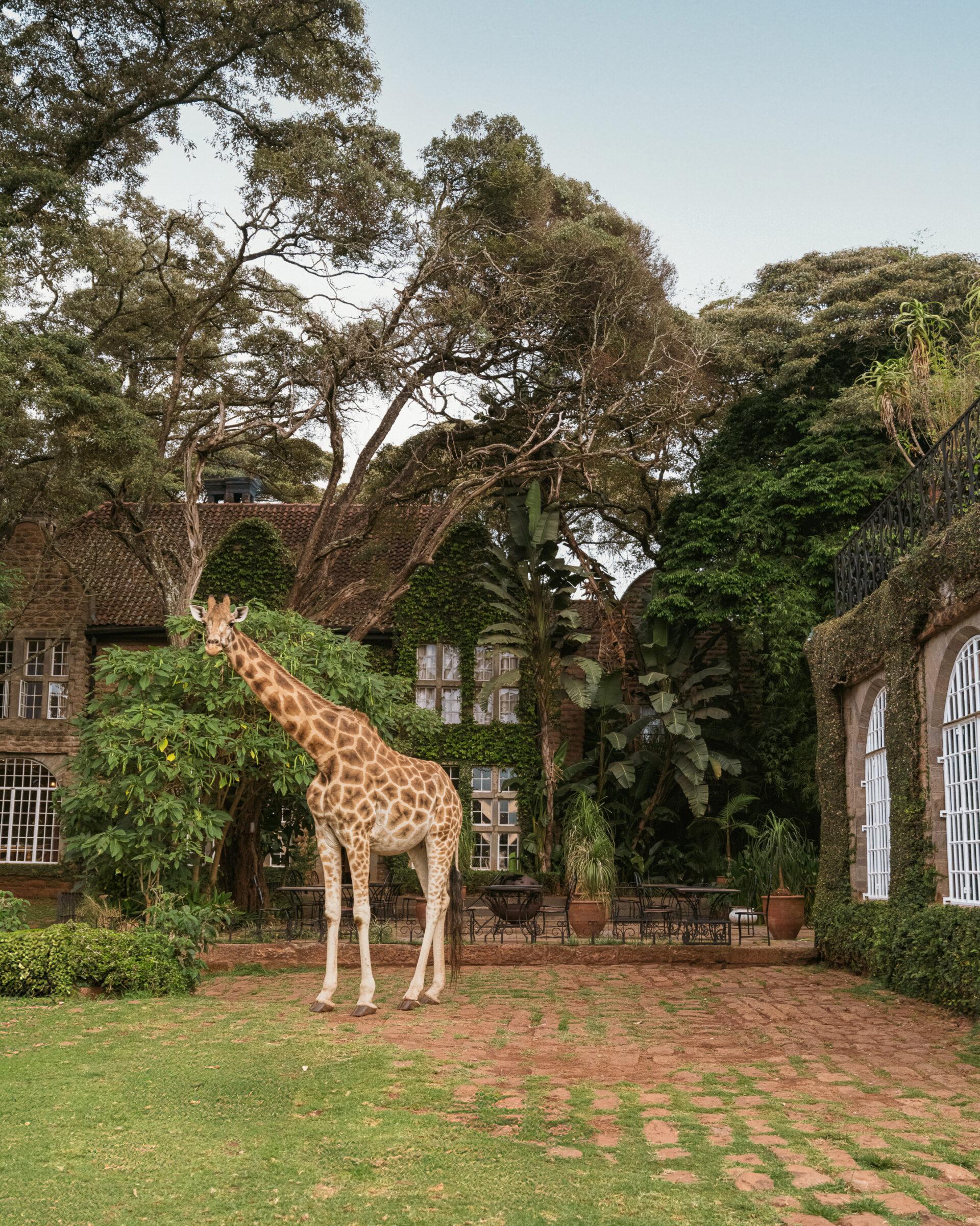 thedronebook_Giraffe_Manor14