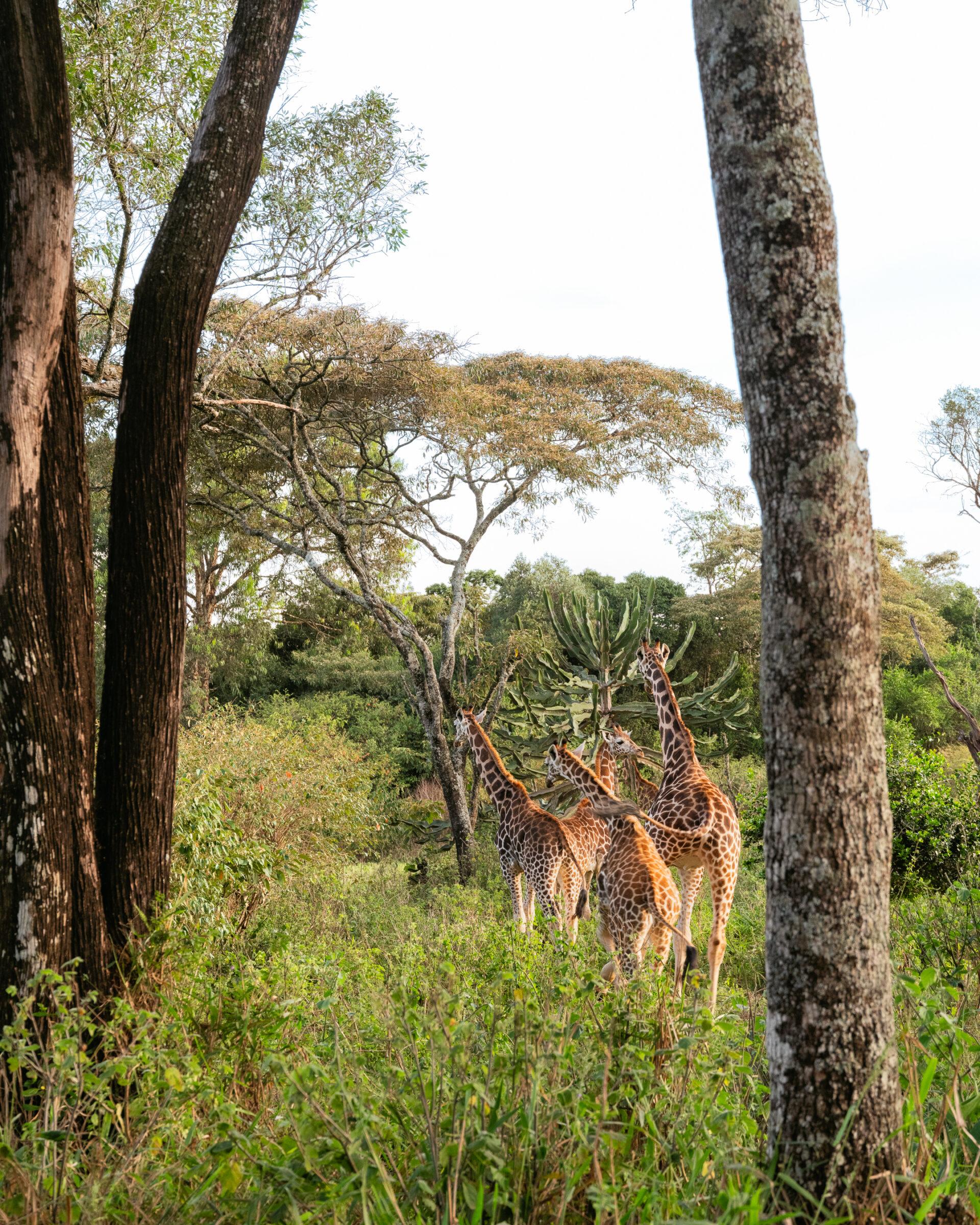 thedronebook_Giraffe_Manor34