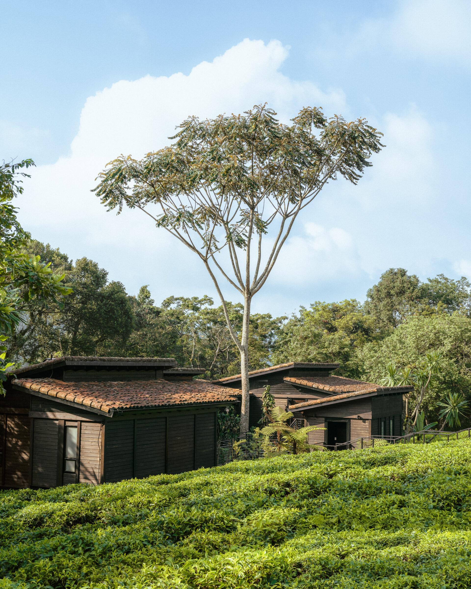 thedronebook_OneAndOnly_Nyungwe_House13