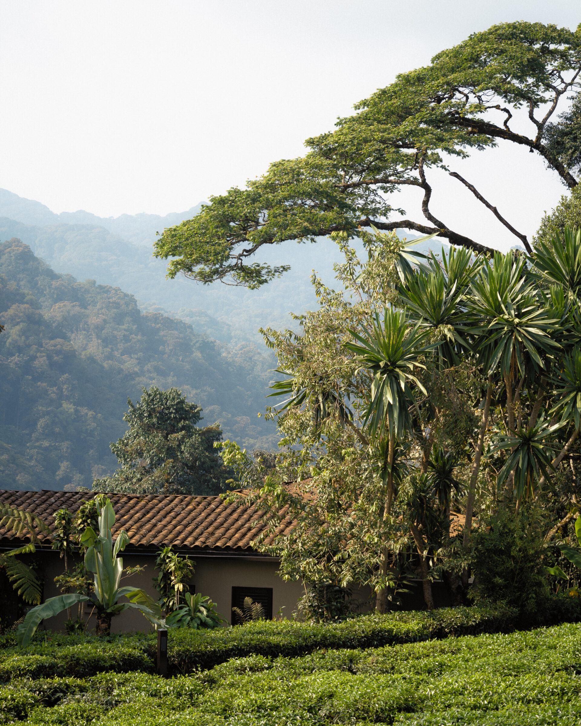 thedronebook_OneAndOnly_Nyungwe_House14