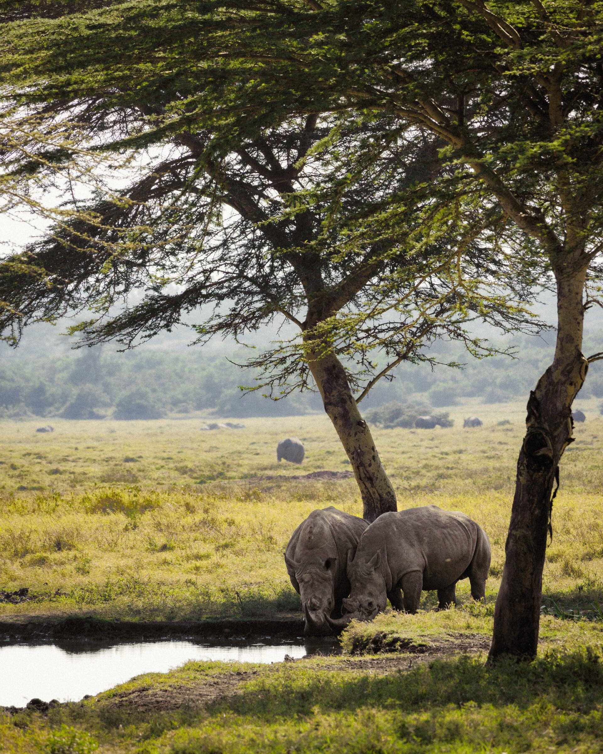 thedronebook_Solio_Lodge_Kenia1