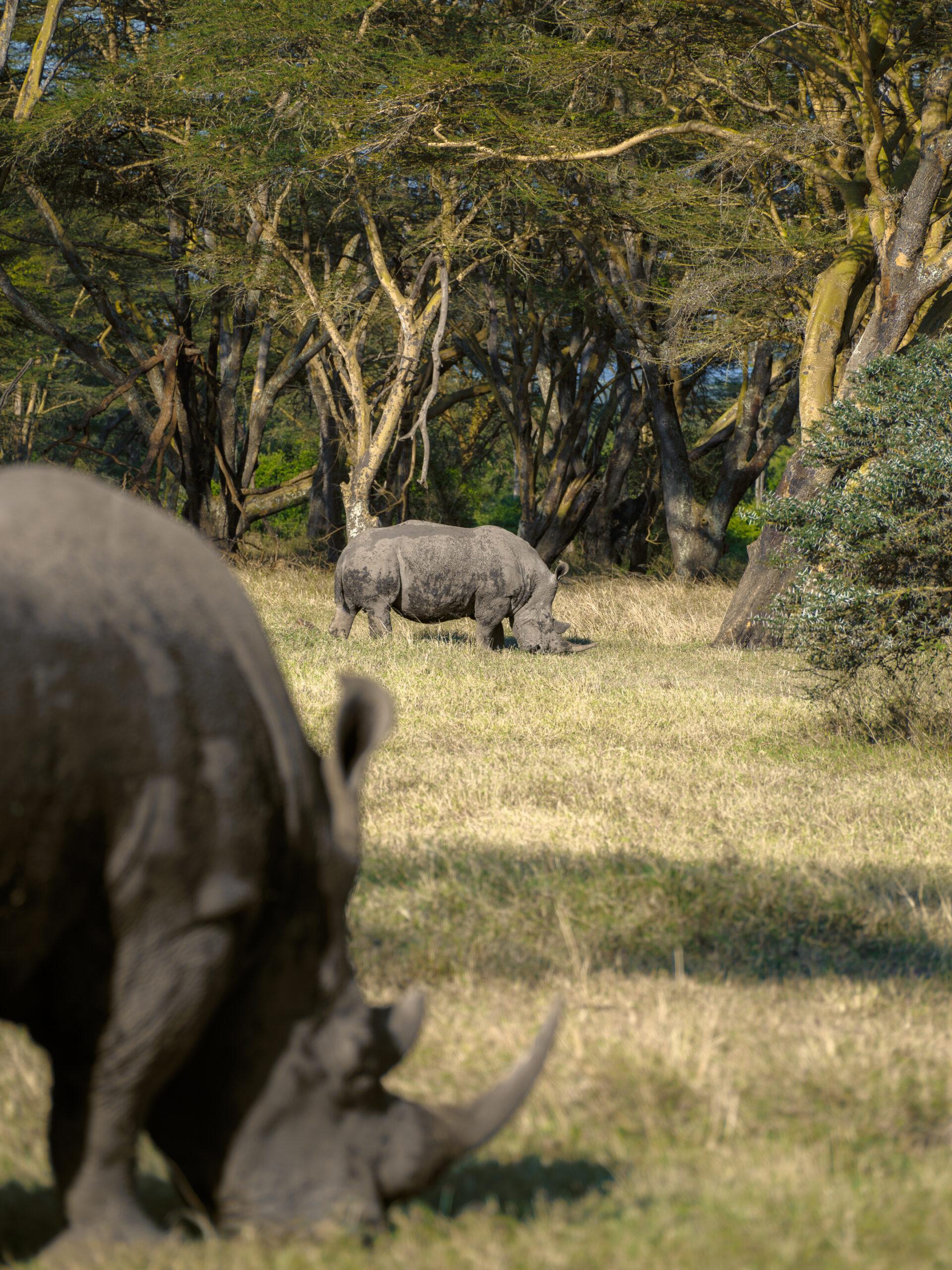 thedronebook_Solio_Lodge_Kenia25