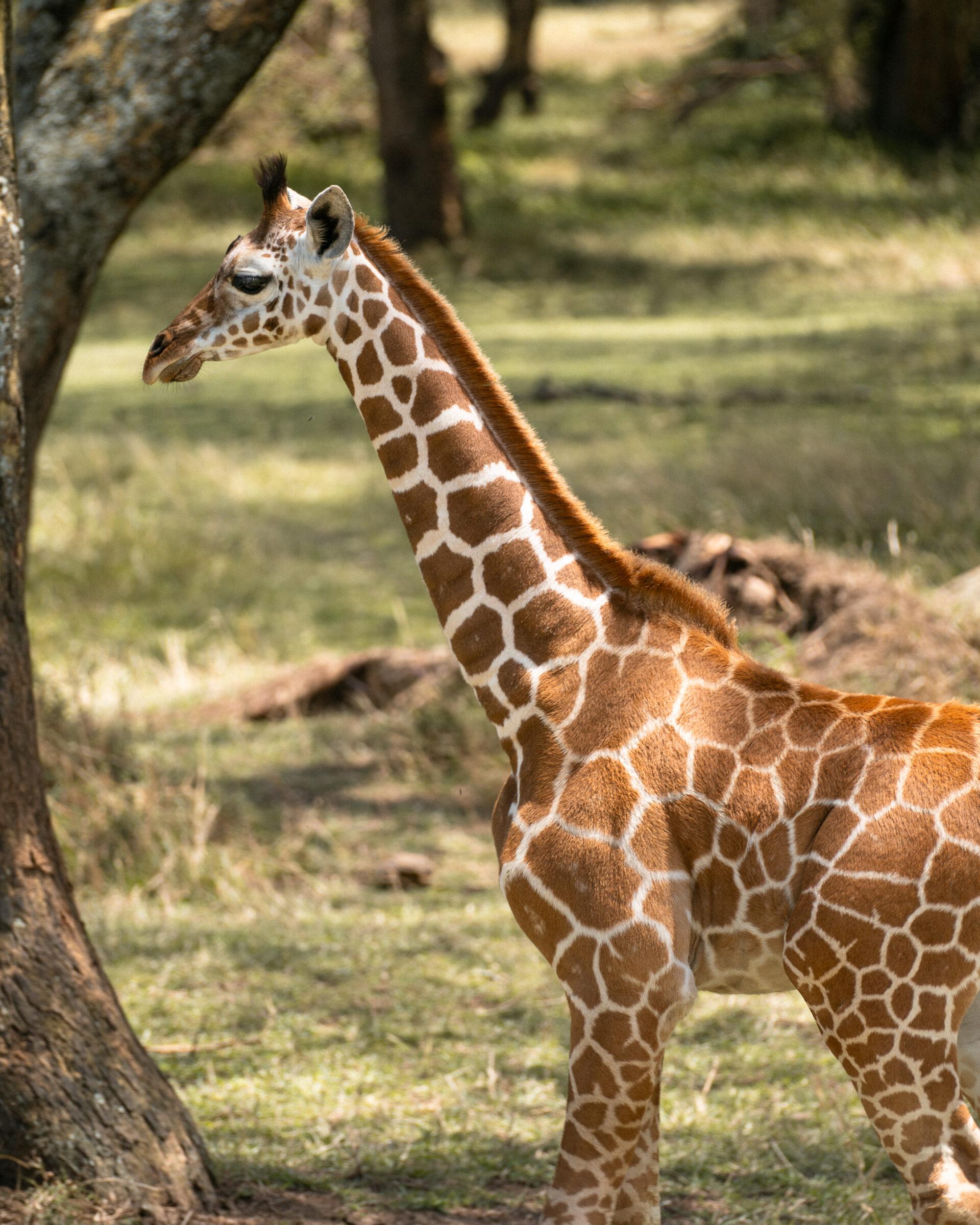 thedronebook_Solio_Lodge_Kenia47